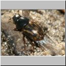 Aphodius cf distinctus - Blatthornkaefer 01c 5mm.jpg